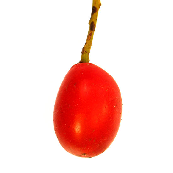 wild plum